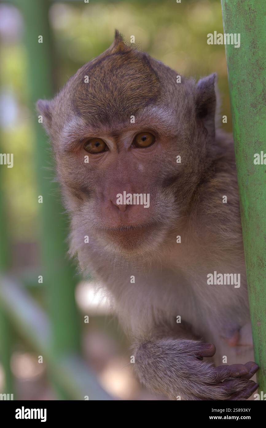 Ein Porträt eines Affengesichts, das an einem grünen Zaun hängt, mit einem weichen, verschwommenen Hintergrund, das seinen Ausdruck und seine natürliche Schönheit unterstreicht Stockfoto