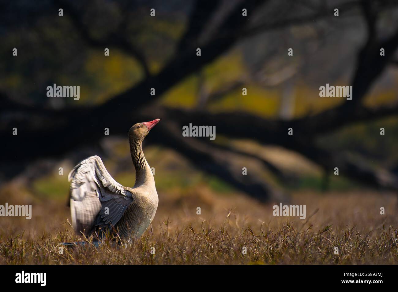 Im Keoladeo-Nationalpark sonnt sich eine Greylag-Gans im Sonnenlicht, die Flügel breiten sich in einem ruhigen Feld aus. Schönheit und Ruhe der Natur in perfekter Harmonie Stockfoto