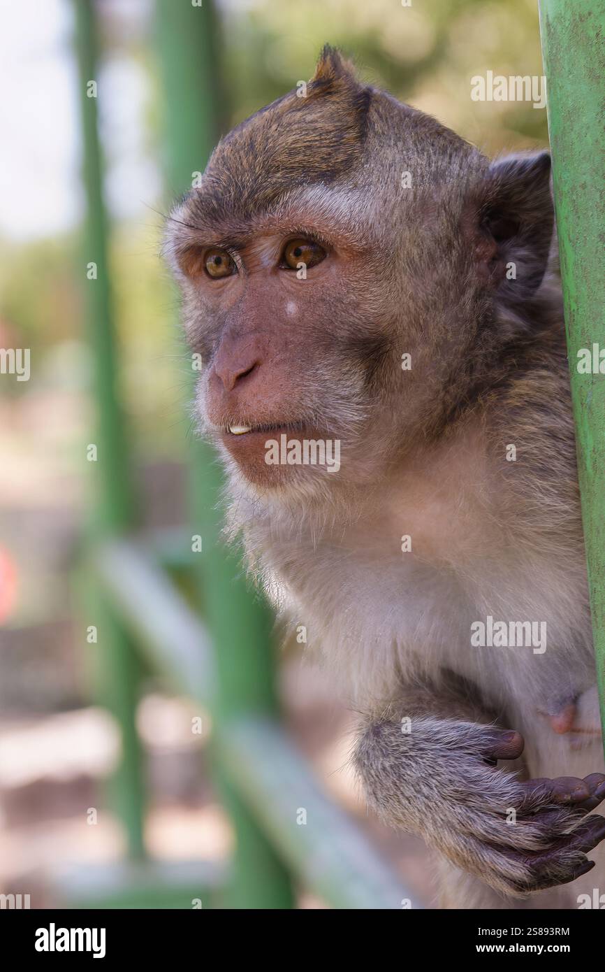 Ein Porträt eines Affengesichts mit einer Erdnuss im Mund, hängt an einem grünen Zaun, mit einem weichen, verschwommenen Hintergrund, der seinen Ausdruck unterstreicht Stockfoto