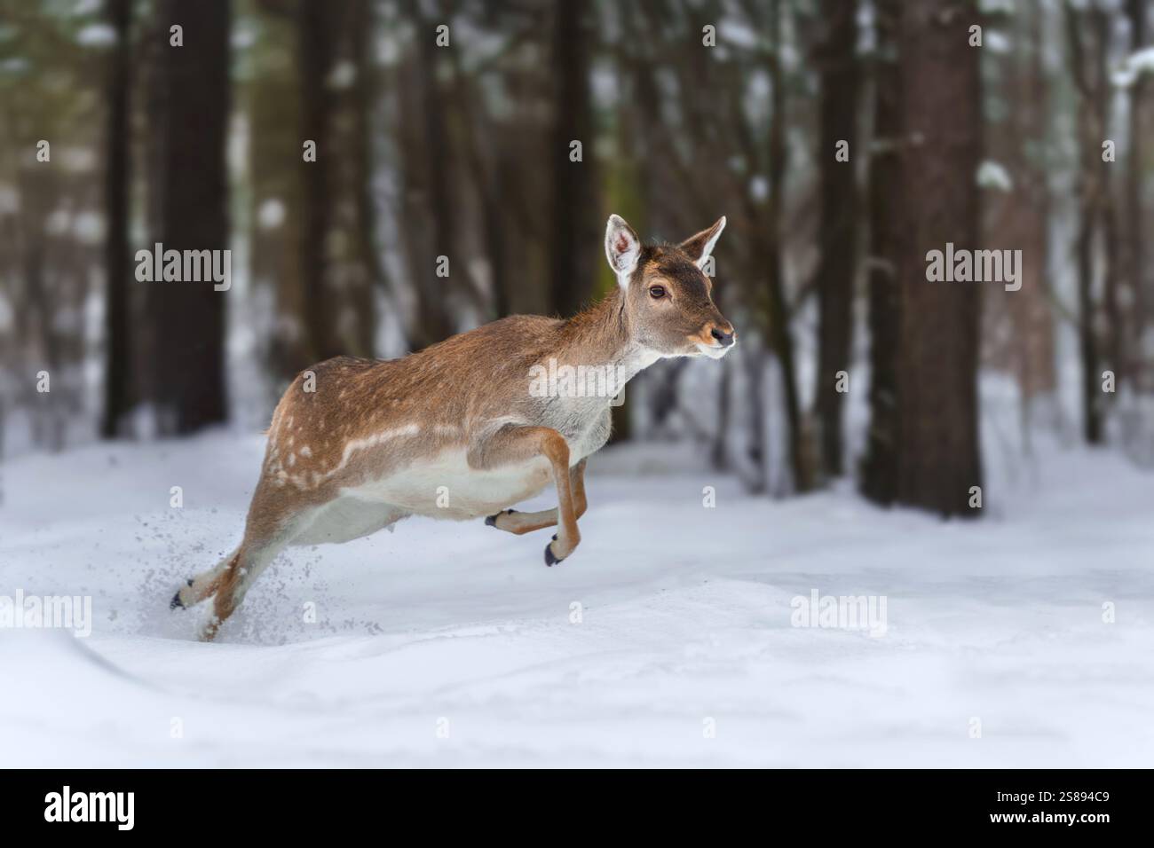 Dieses junge Hirsch schlängelt sich durch eine Schneedecke in einer ruhigen Waldlandschaft und zeigt seine Agilität vor dem Hintergrund hoher Bäume auf einem kühlen W Stockfoto
