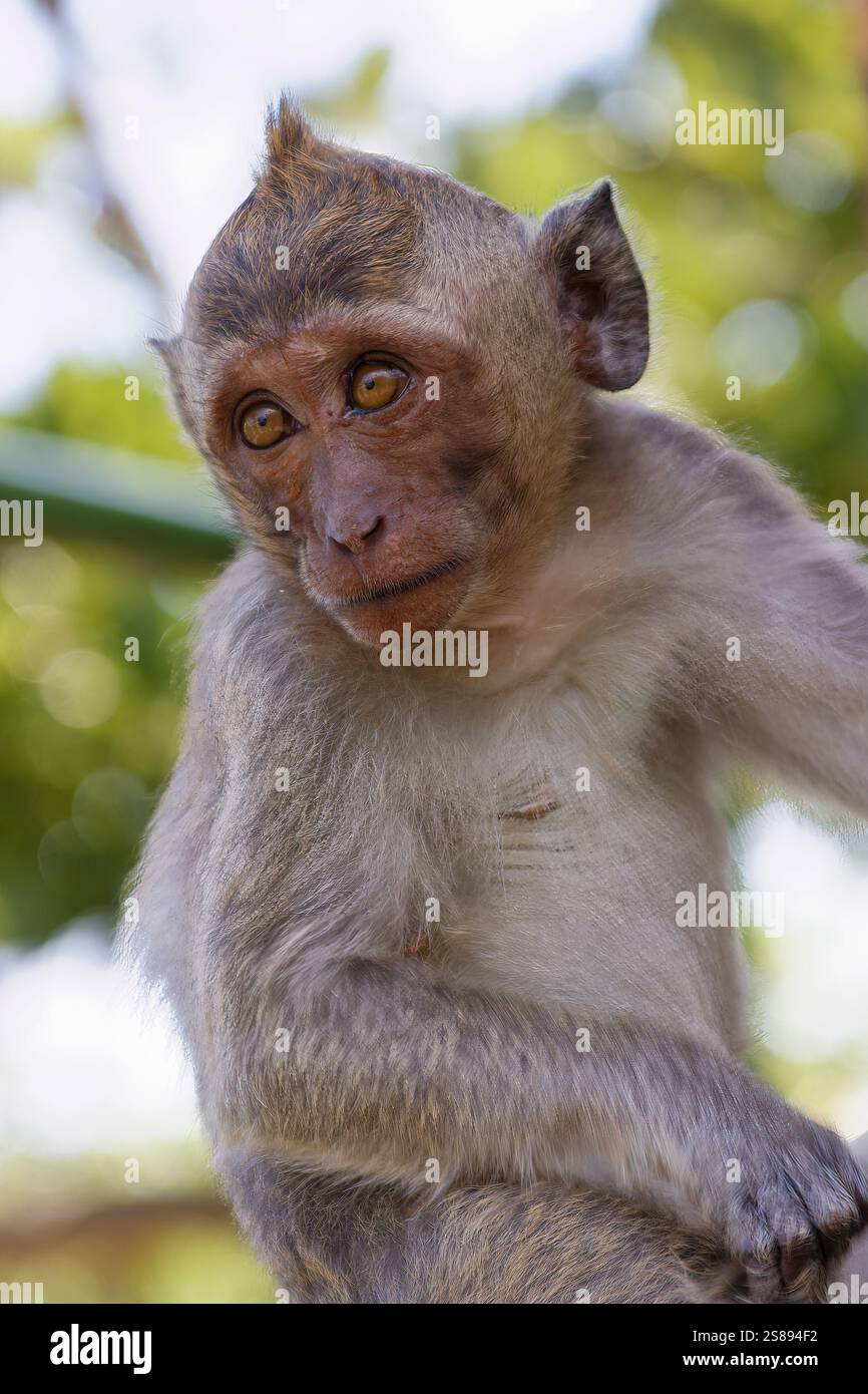 Ein Porträt eines Affen mit einem verwirrten Ausdruck, vor einem verschwommenen Hintergrund, das seine Emotionen und seine detaillierte Pelzstruktur hervorhebt Stockfoto