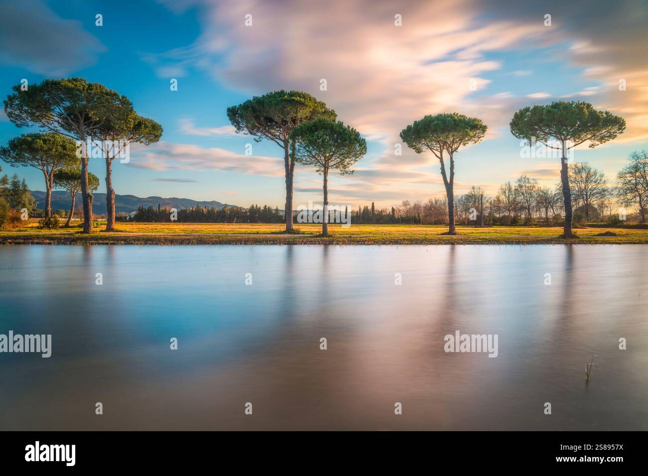 Kiefern und ein kleiner Teich in der Landschaft von Castagneto Carducci in der Maremma bei Sonnenuntergang. Landschaft in der Toskana, Italien. Aufnahmen mit langer Belichtung Stockfoto