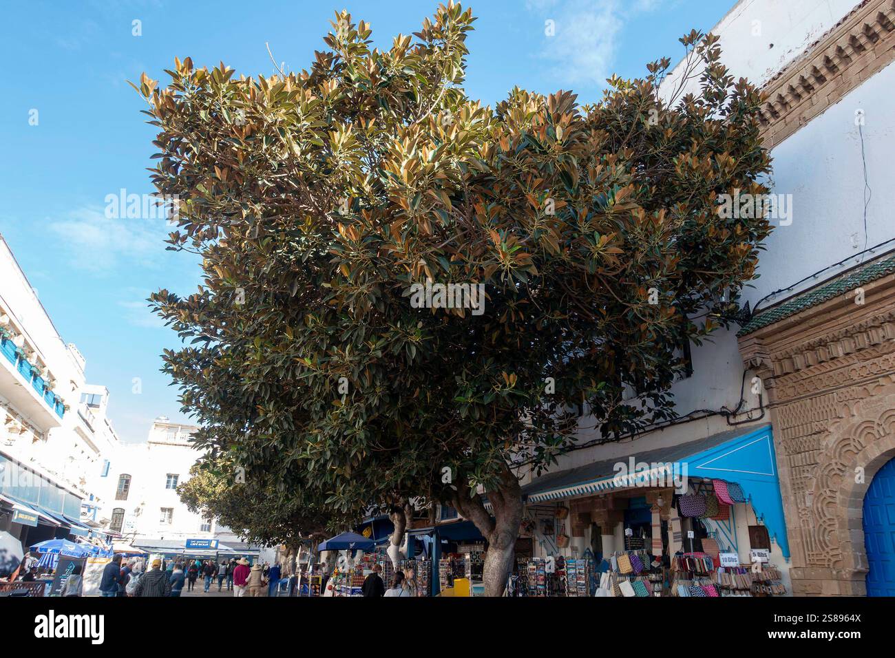 Ein großer Magnolienbaum spendet Schatten auf einer belebten Straße in Essaouira und zeigt die lebhafte Marktatmosphäre und die lokale Kultur. Stockfoto