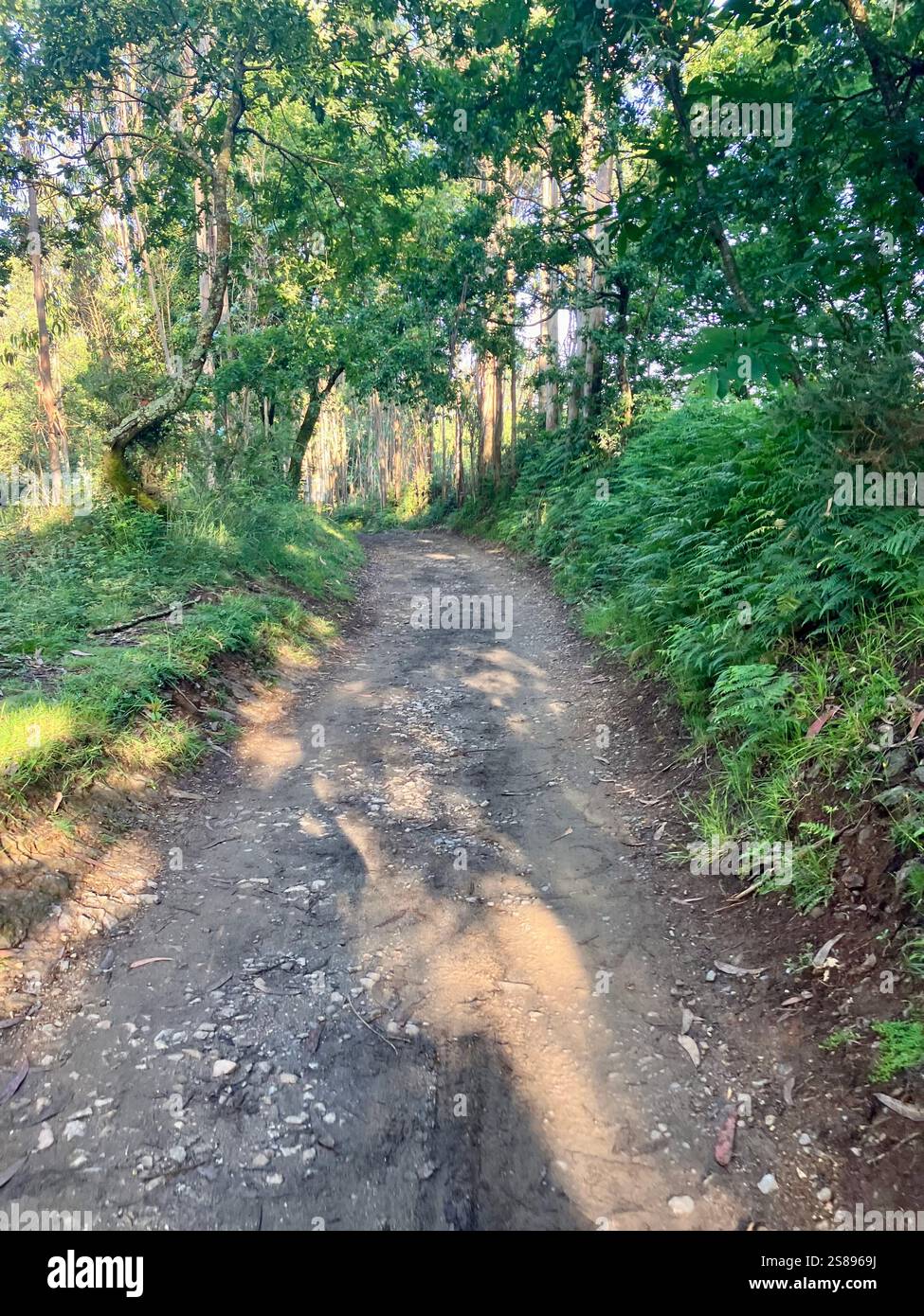 Pfad durch den Wald - Smartphone-aufgenommenes Stockfoto