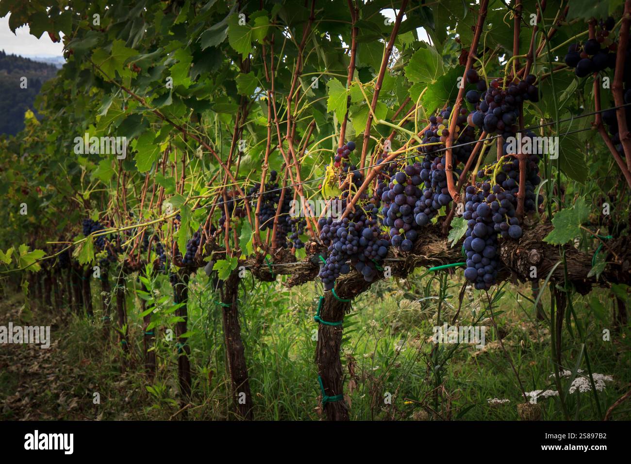 Ein malerischer Blick auf die Trauben, die an einem sonnigen Tag von üppigen Weinbergen in der Toskana hängen. Die perfekte Szene des Weinanbaugebiets. Stockfoto