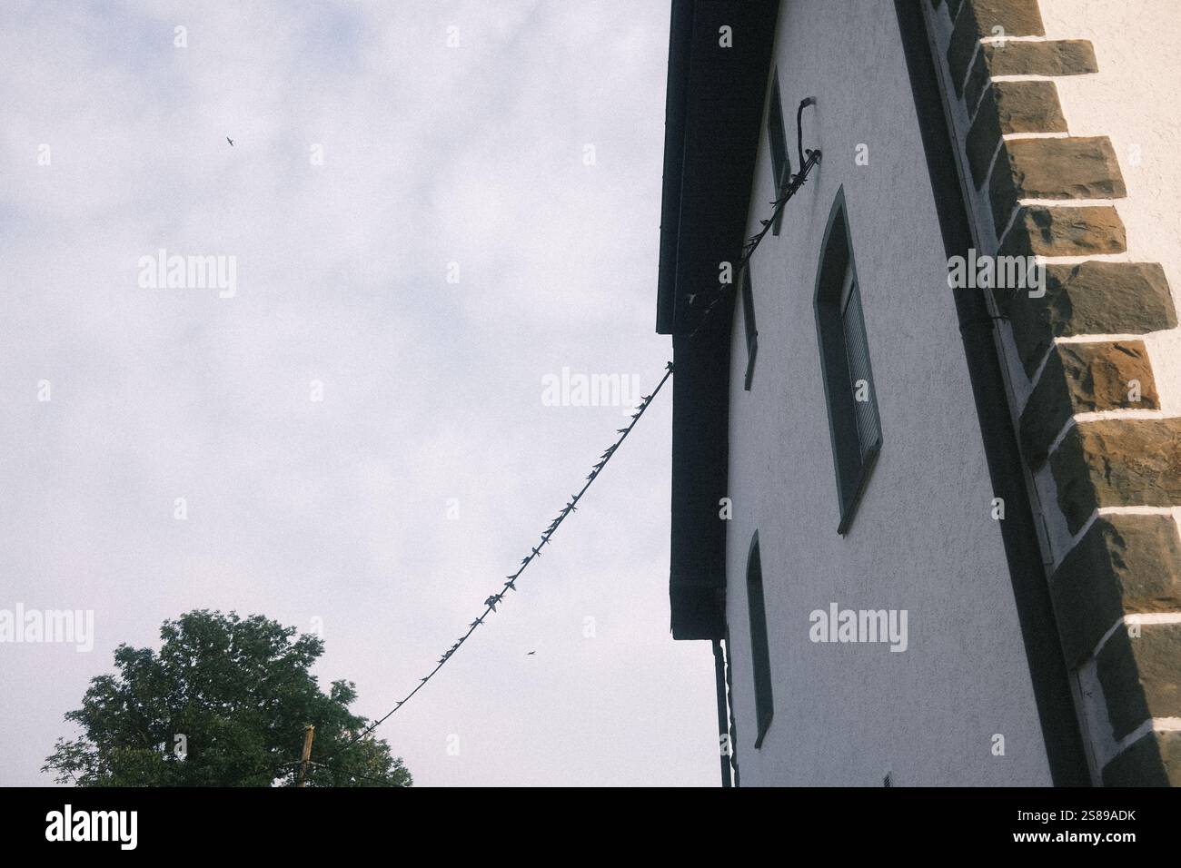 Ein Draht hängt an einem Baum und ist an einem Gebäude befestigt. Der Draht ist mit Stacheldraht bedeckt Stockfoto