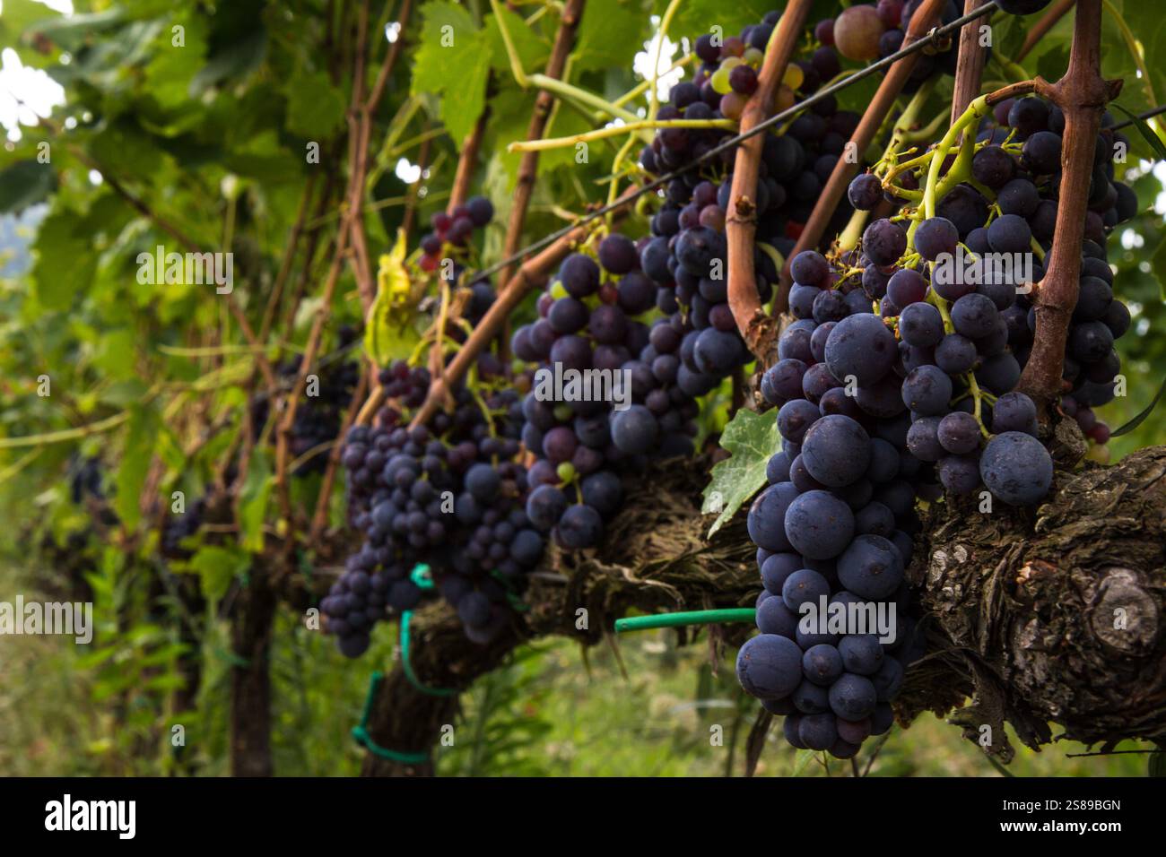 Ein malerischer Blick auf die Trauben, die an einem sonnigen Tag von üppigen Weinbergen in der Toskana hängen. Die perfekte Szene des Weinanbaugebiets. Stockfoto