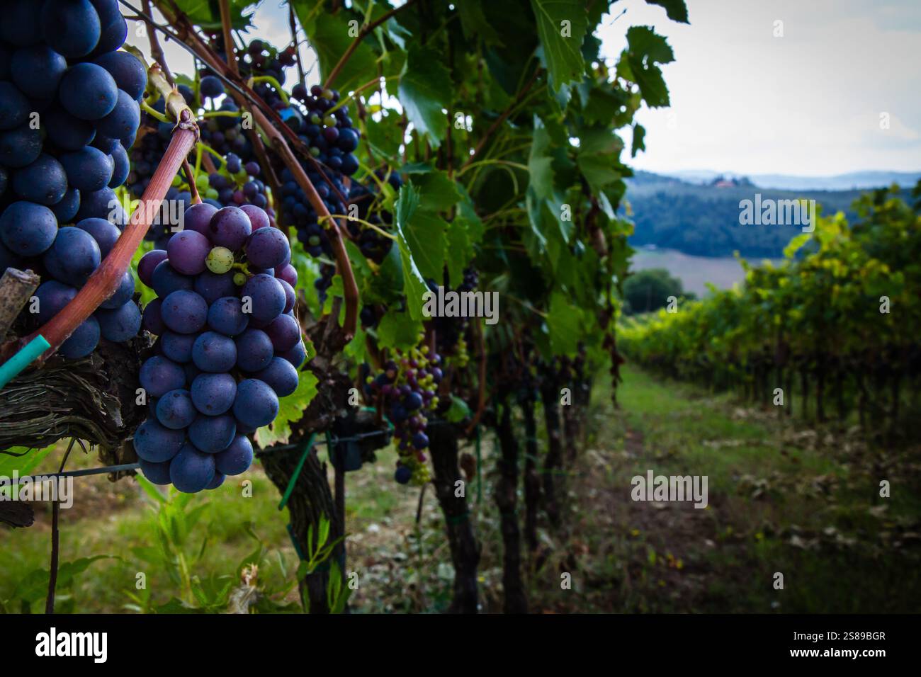 Ein malerischer Blick auf die Trauben, die an einem sonnigen Tag von üppigen Weinbergen in der Toskana hängen. Die perfekte Szene des Weinanbaugebiets. Stockfoto