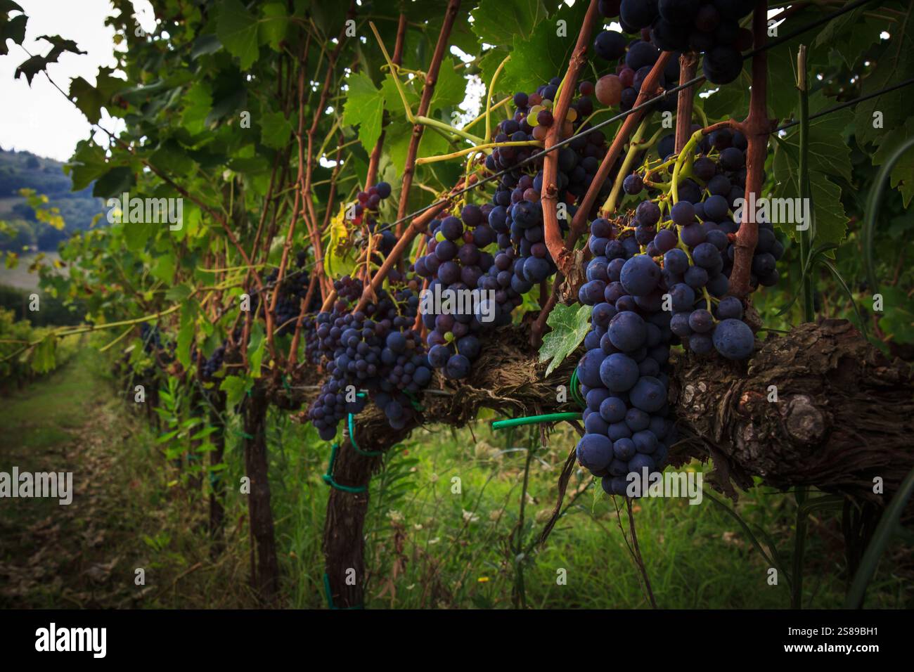 Ein malerischer Blick auf die Trauben, die an einem sonnigen Tag von üppigen Weinbergen in der Toskana hängen. Die perfekte Szene des Weinanbaugebiets. Stockfoto