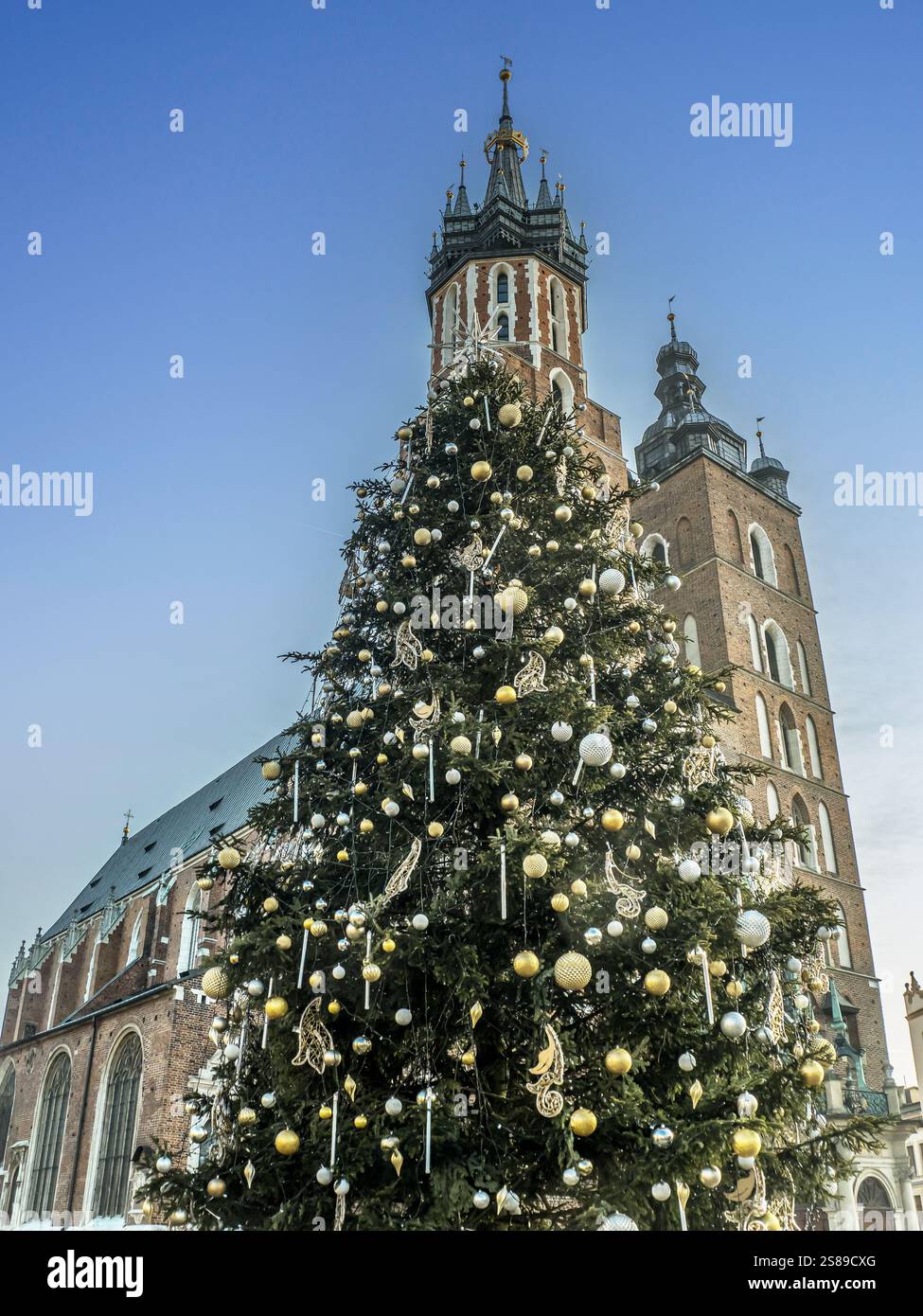 Riesiger weihnachtsbaum vor der historischen Marienkirche auf dem Hauptmarkt in Krakau, Polen Stockfoto