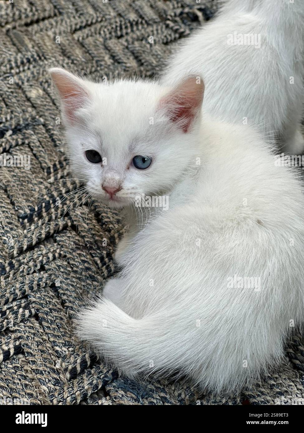 Niedliche persische Kätzchen auf Baum – niedliche weiße und schwarze Katzen mit blauen und grünen Augen Stockfoto