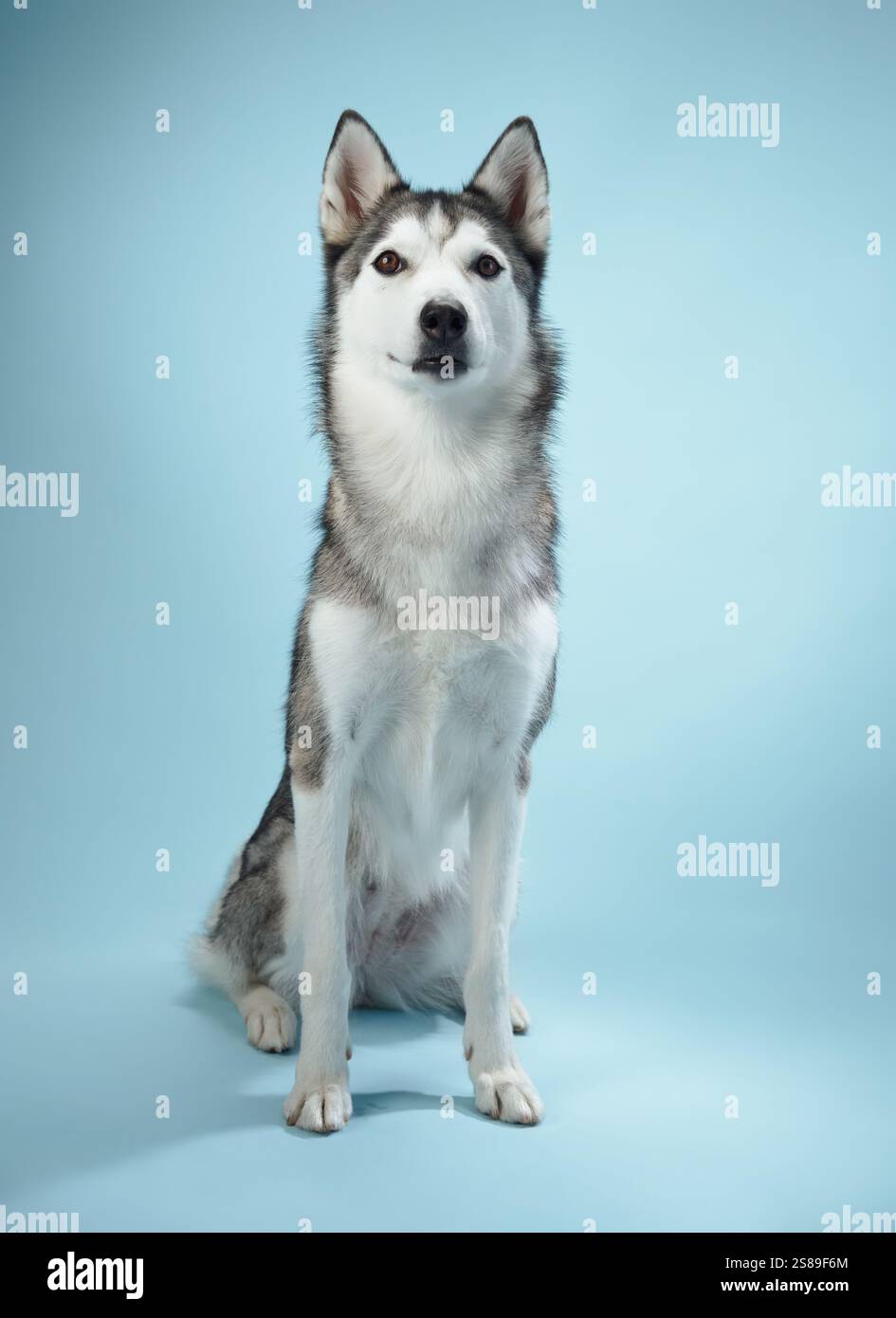 Ein sibirischer Husky, der aufmerksam auf einem blauen Hintergrund sitzt und seine scharfen Merkmale und spitzen Ohren einfängt. Der Kontrast seines schwarz-weißen Fells Stockfoto