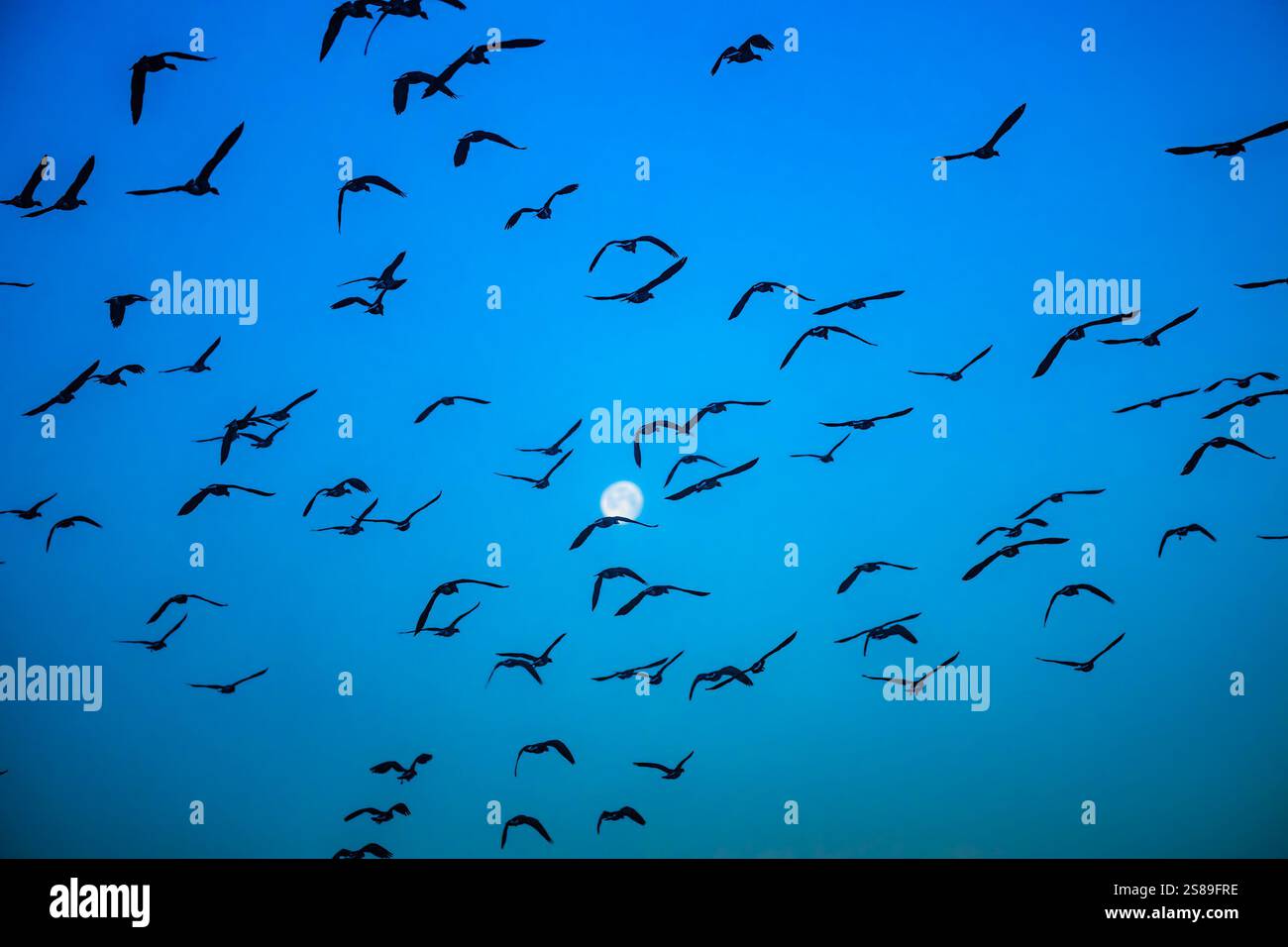 Kanadiengänse im Flug, Himmel, Mond Stockfoto