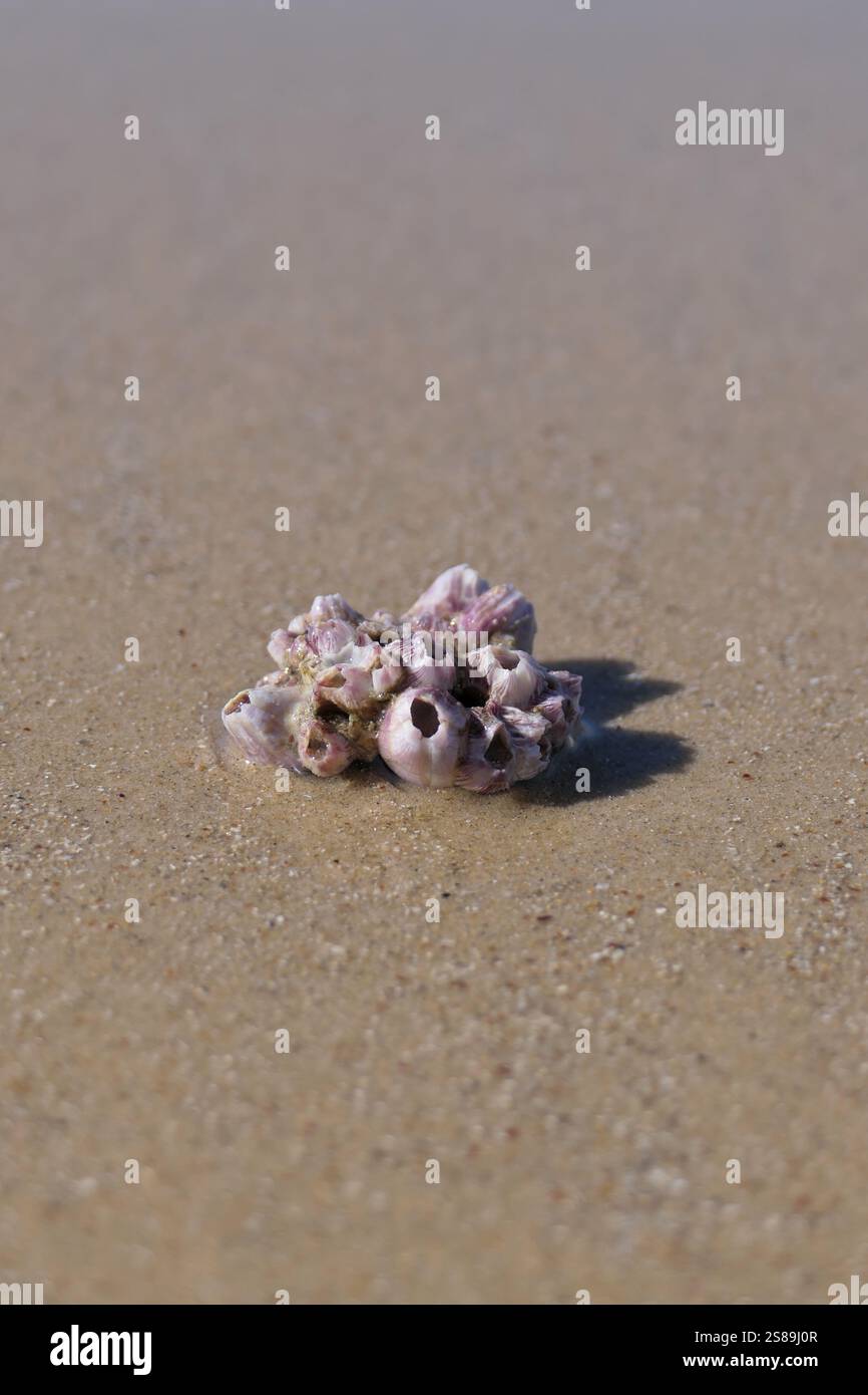 Nahaufnahme von Balanus auf der Muschel an einem Sandstrand. Muschel auf dem Sand am Strand Stockfoto