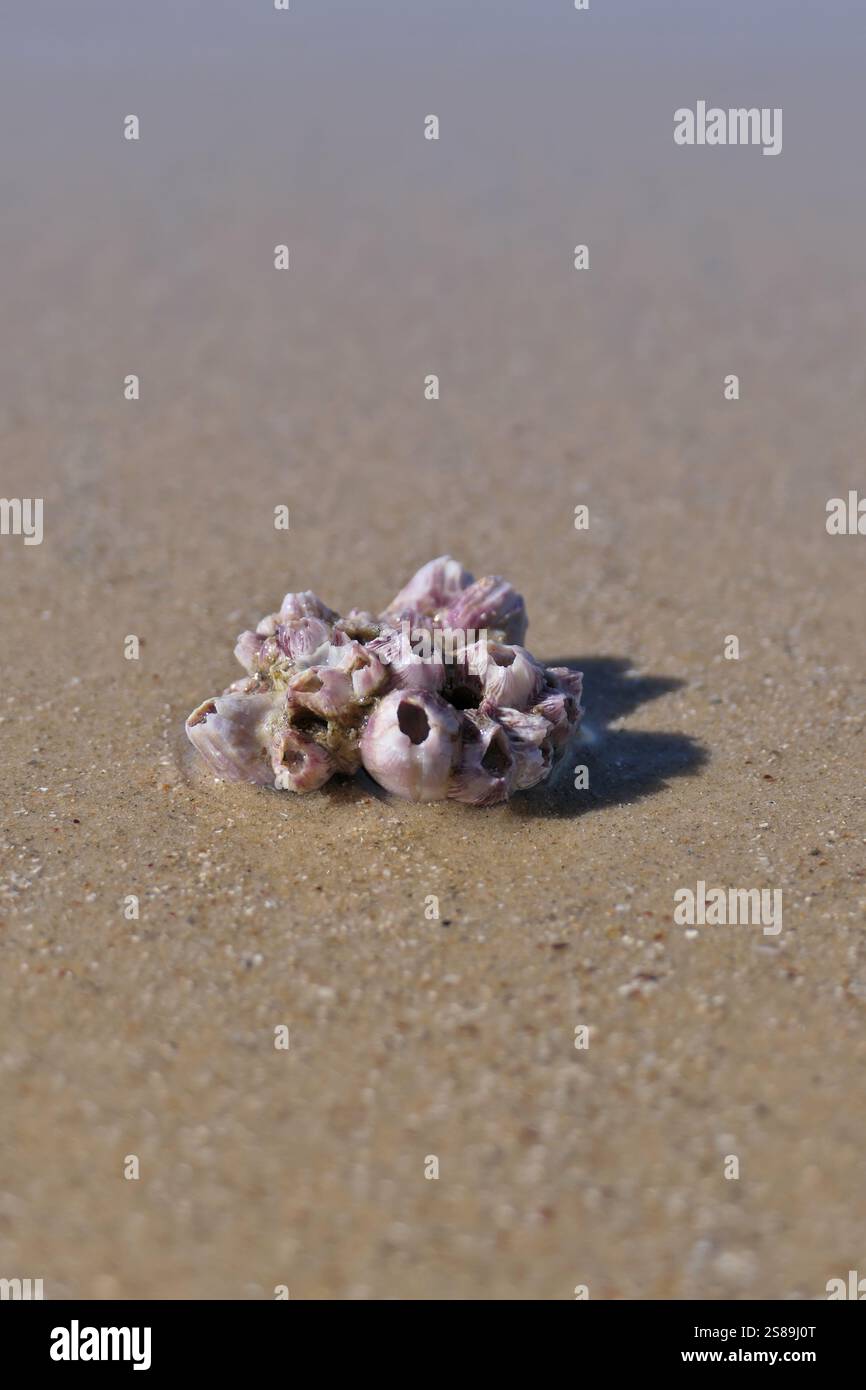Nahaufnahme von Balanus auf der Muschel an einem Sandstrand. Muschel auf dem Sand am Strand Stockfoto