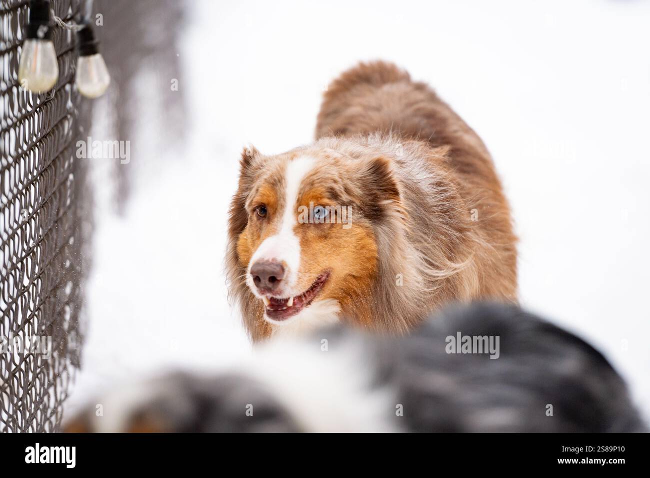Hunde laufen und bellen an der Seite eines Londoner Hinterhofs Stockfoto