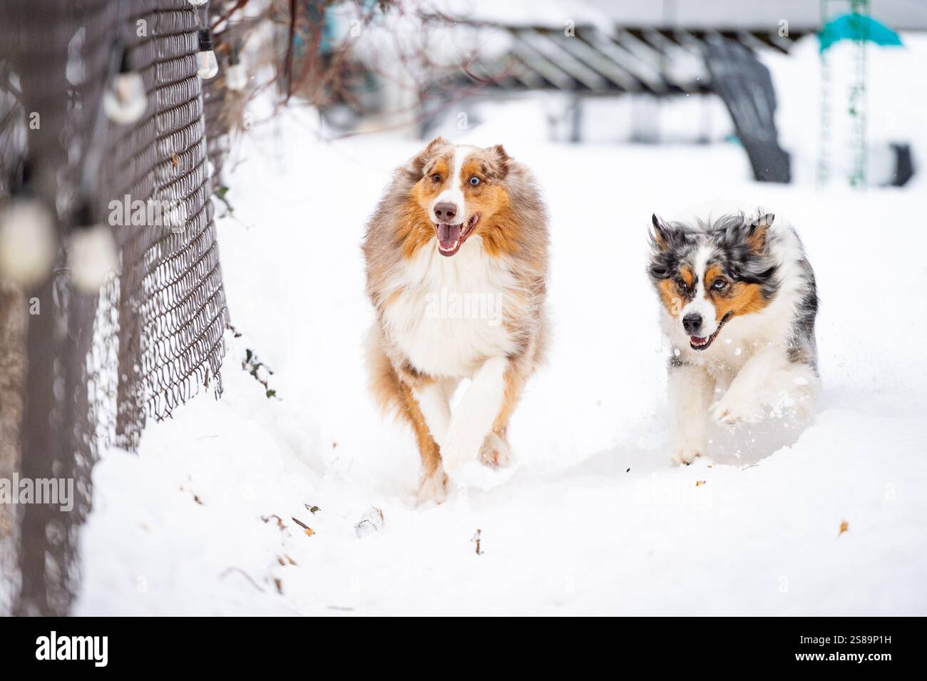 Hunde laufen und bellen an der Seite eines Londoner Hinterhofs Stockfoto