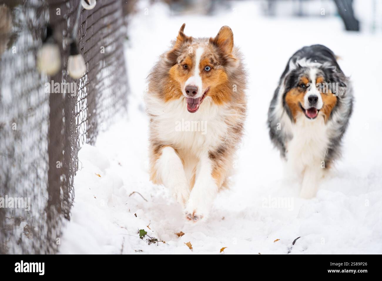 Hunde laufen und bellen an der Seite eines Londoner Hinterhofs Stockfoto