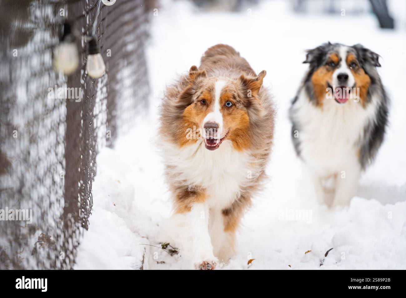 Hunde laufen und bellen an der Seite eines Londoner Hinterhofs Stockfoto