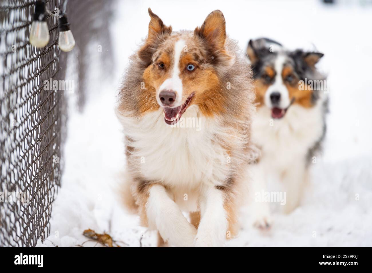 Hunde laufen und bellen an der Seite eines Londoner Hinterhofs Stockfoto