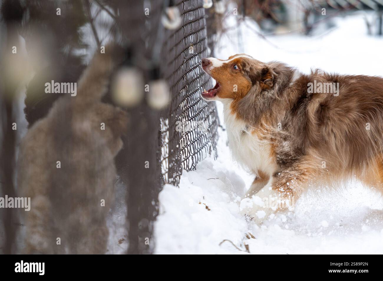 Hunde laufen und bellen an der Seite eines Londoner Hinterhofs Stockfoto