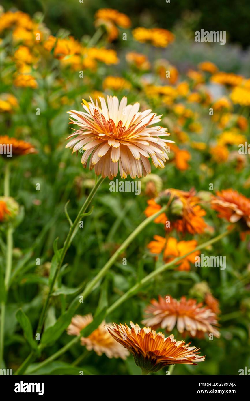Ein blühender Ringelblumen inmitten eines Teppichs aus Blumen Stockfoto