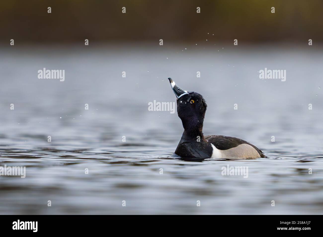 Eine männliche Ente mit geringtem Hals schwimmt vor meinem Kajak auf Lost Lake im Door County Wisconsin. Stockfoto