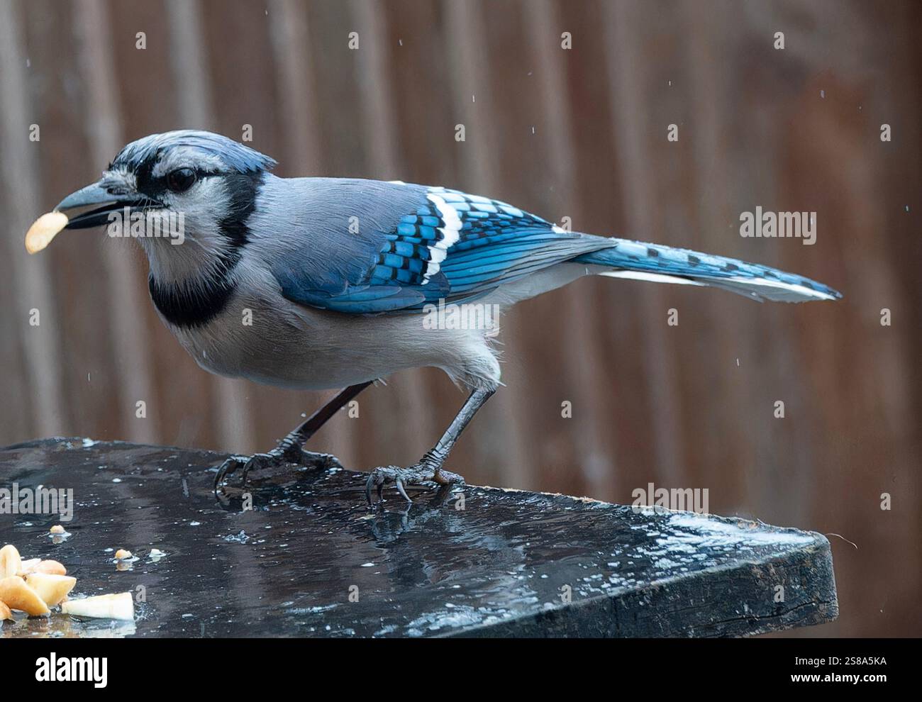 Ein Bluejay auf dem Hinterhof-Deck Stockfoto