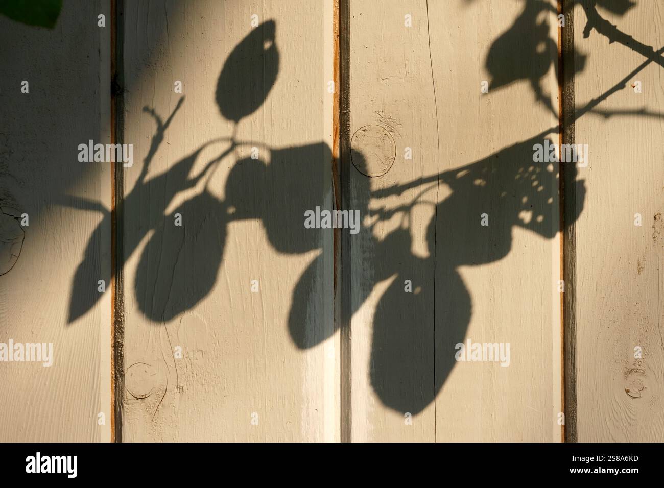 Blattschatten auf einen Holzzaun geworfen Stockfoto