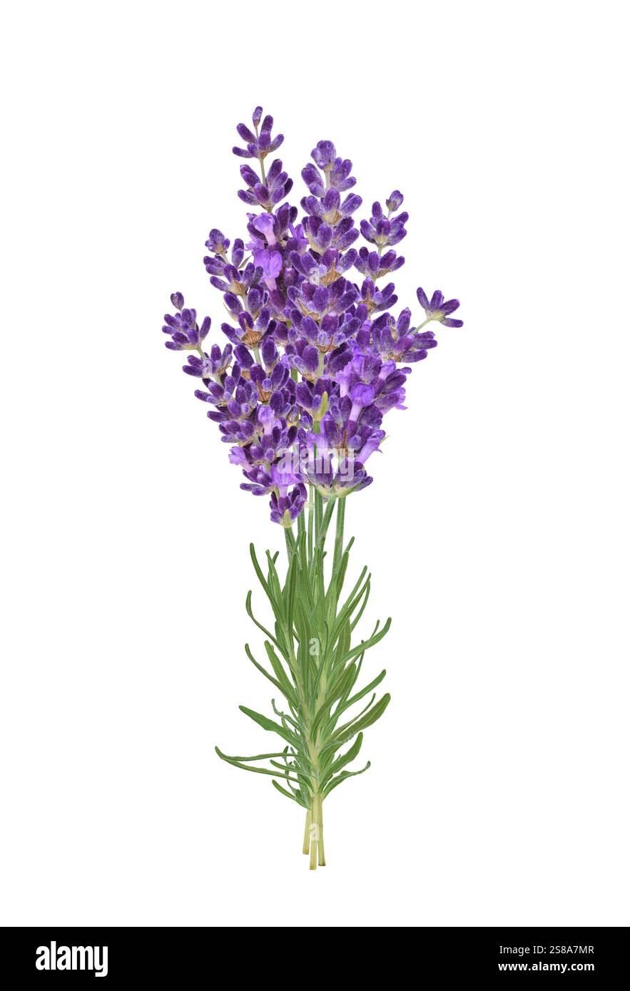Aufrechter Haufen Lavendelblüten, isolierter Ausschnitt auf weiß Stockfoto
