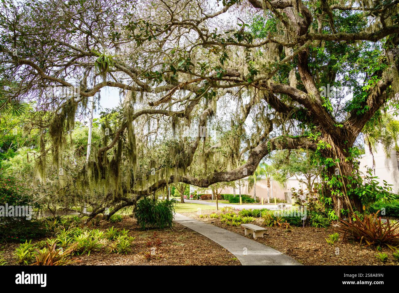 Malerischer Wanderweg in einem Park in Sarasota, FL Stockfoto