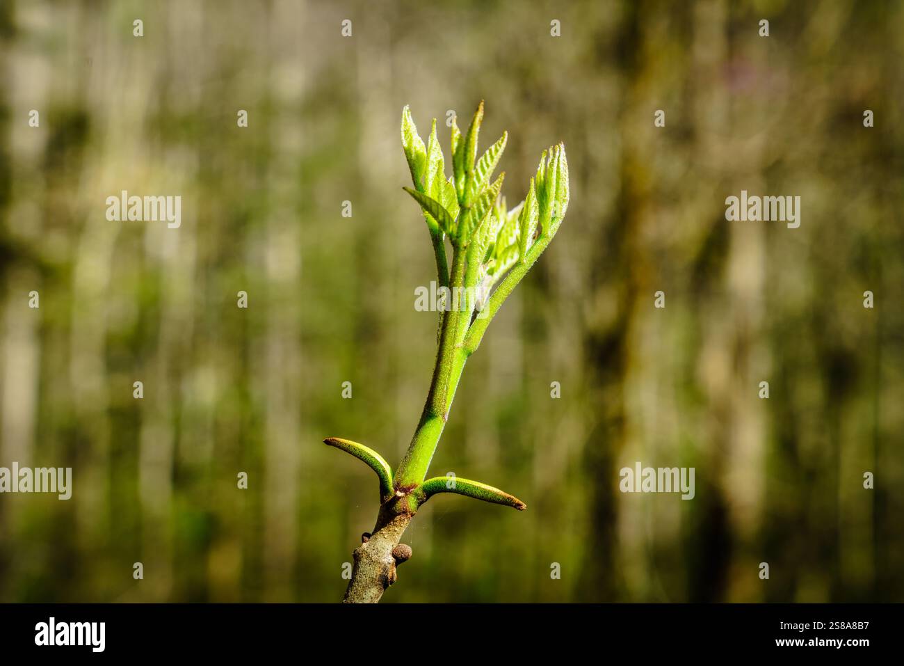 Nahaufnahme eines Sprosses mit Rhododendronblüten im Hintergrund Stockfoto