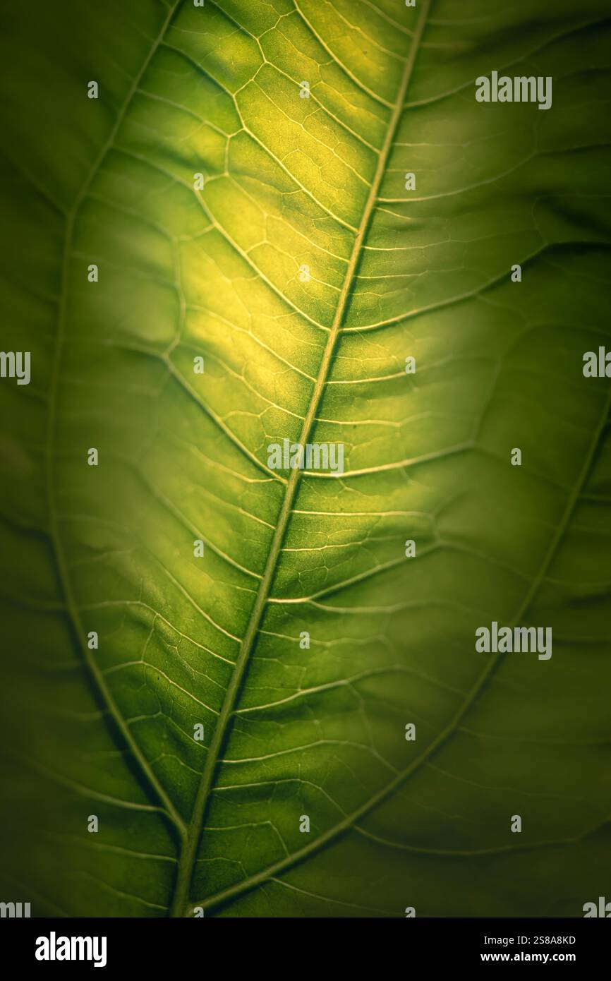 Goosefoot ist eine Gattung von Pflanzen aus der Amaranth-Familie, die für ihre Blätter bekannt sind, die einem Gänsefuß ähneln. Sie finden sich in vielen Teilen der Th Stockfoto