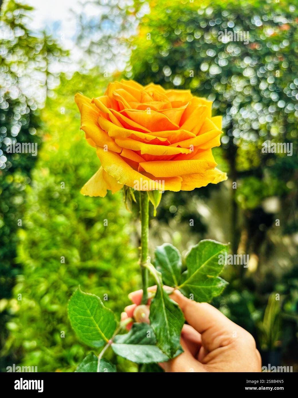 Eine perfekte gelbe Rose: Hell und atemberaubend - Smartphone-aufgenommenes Stockfoto