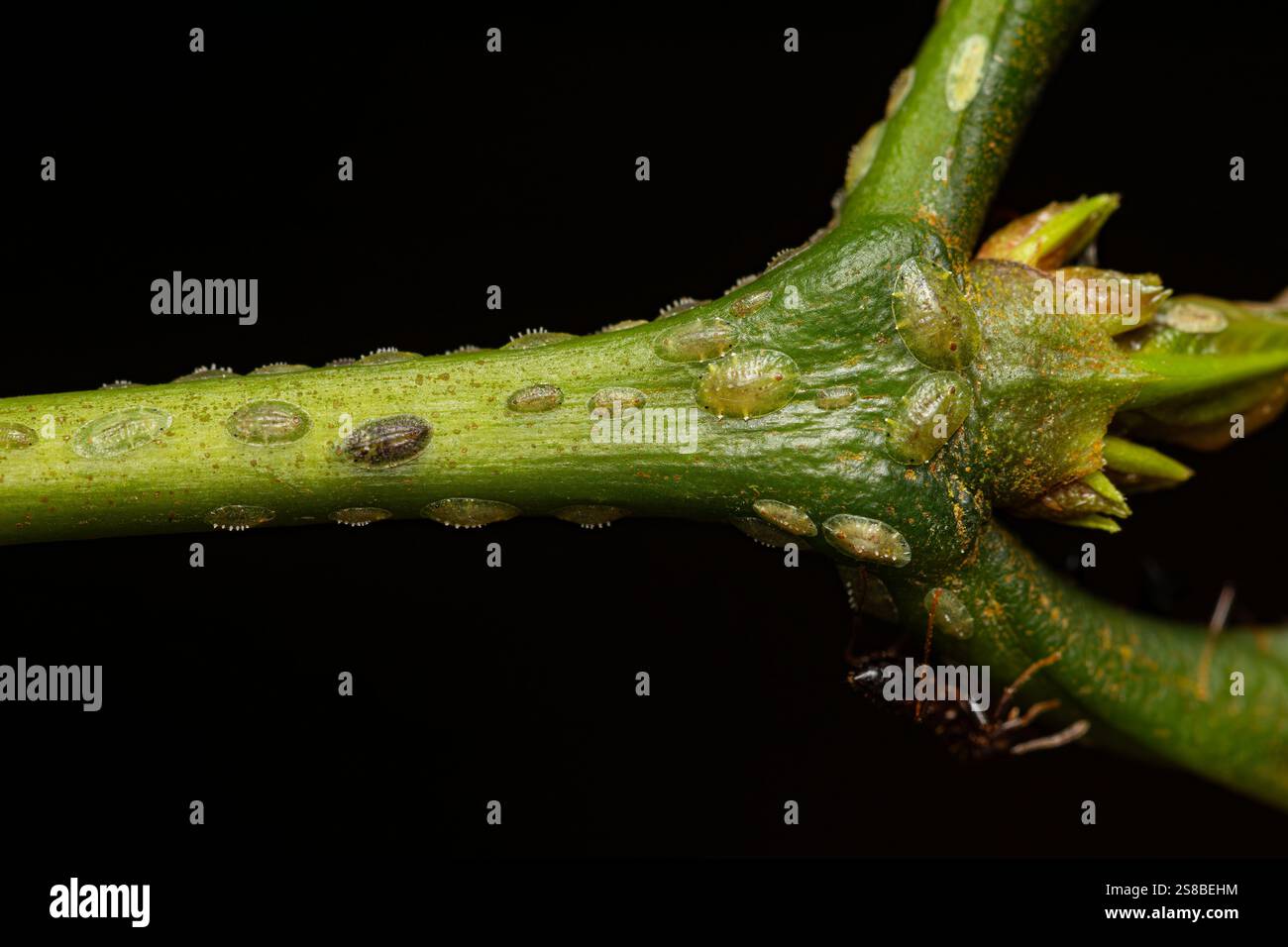 ikea kaktus gieen Euphorbia ingens