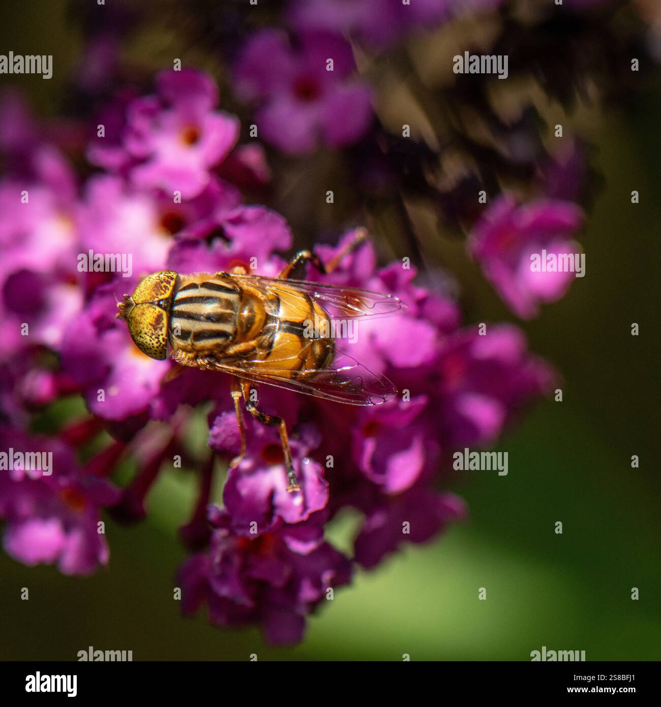 Drone Fly entspannend in der Sonne Stockfoto