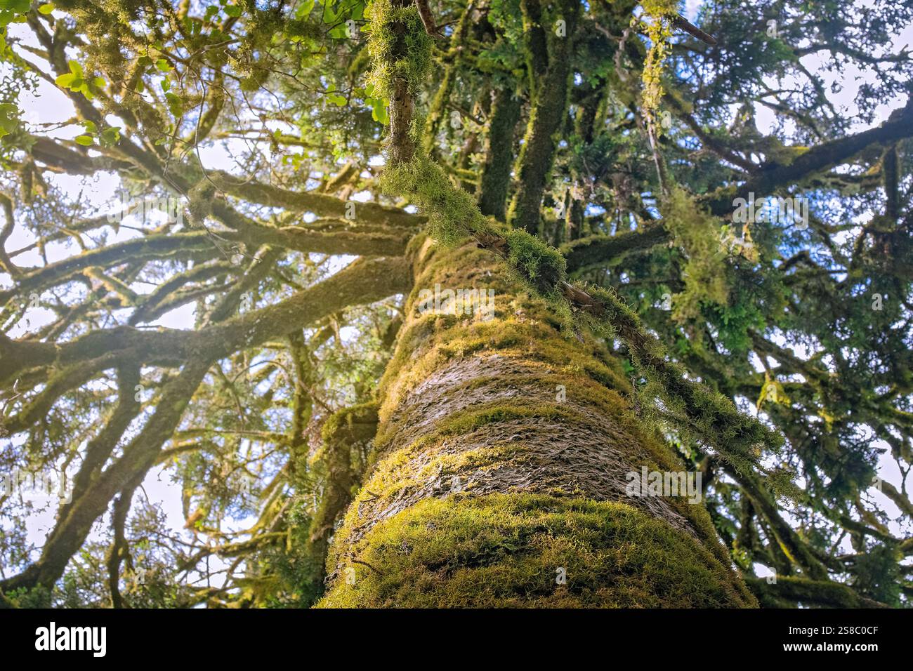 moosbedeckter Baum, Stamm, Äste, Blick nach oben, zottelig bemooste Flechtenwälder, organische Natur Stockfoto