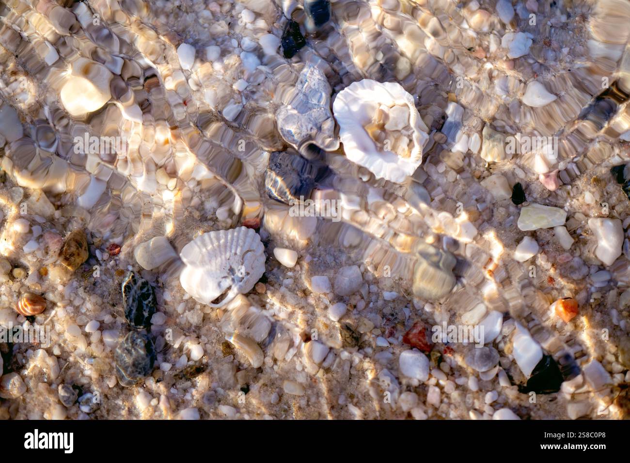 Muscheln auf Sand unter dem Wasserstrand, abstrakte Hintergründe Texturmustertapete, Makronaheteil, Sandurlaub im tropischen Sommer Stockfoto