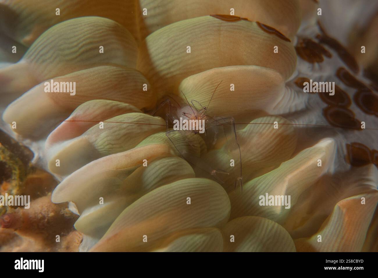 Korallenriff und Wasserpflanzen im Meer der Philippinen Stockfoto