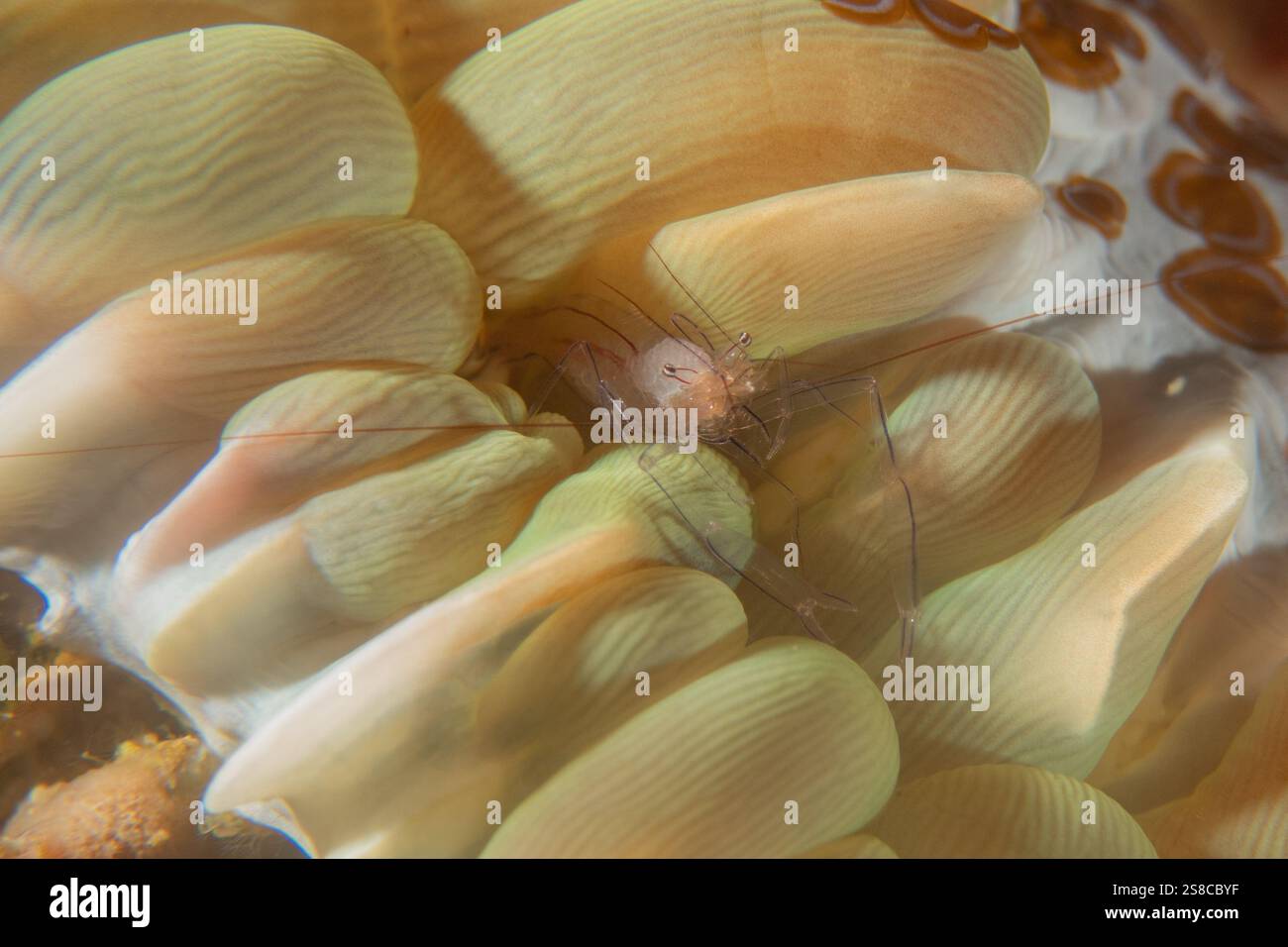 Korallenriff und Wasserpflanzen im Meer der Philippinen Stockfoto