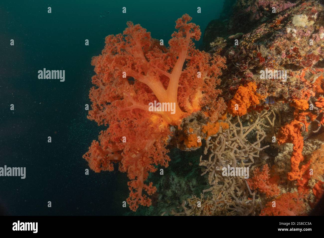 Korallenriff und Wasserpflanzen im Meer der Philippinen Stockfoto