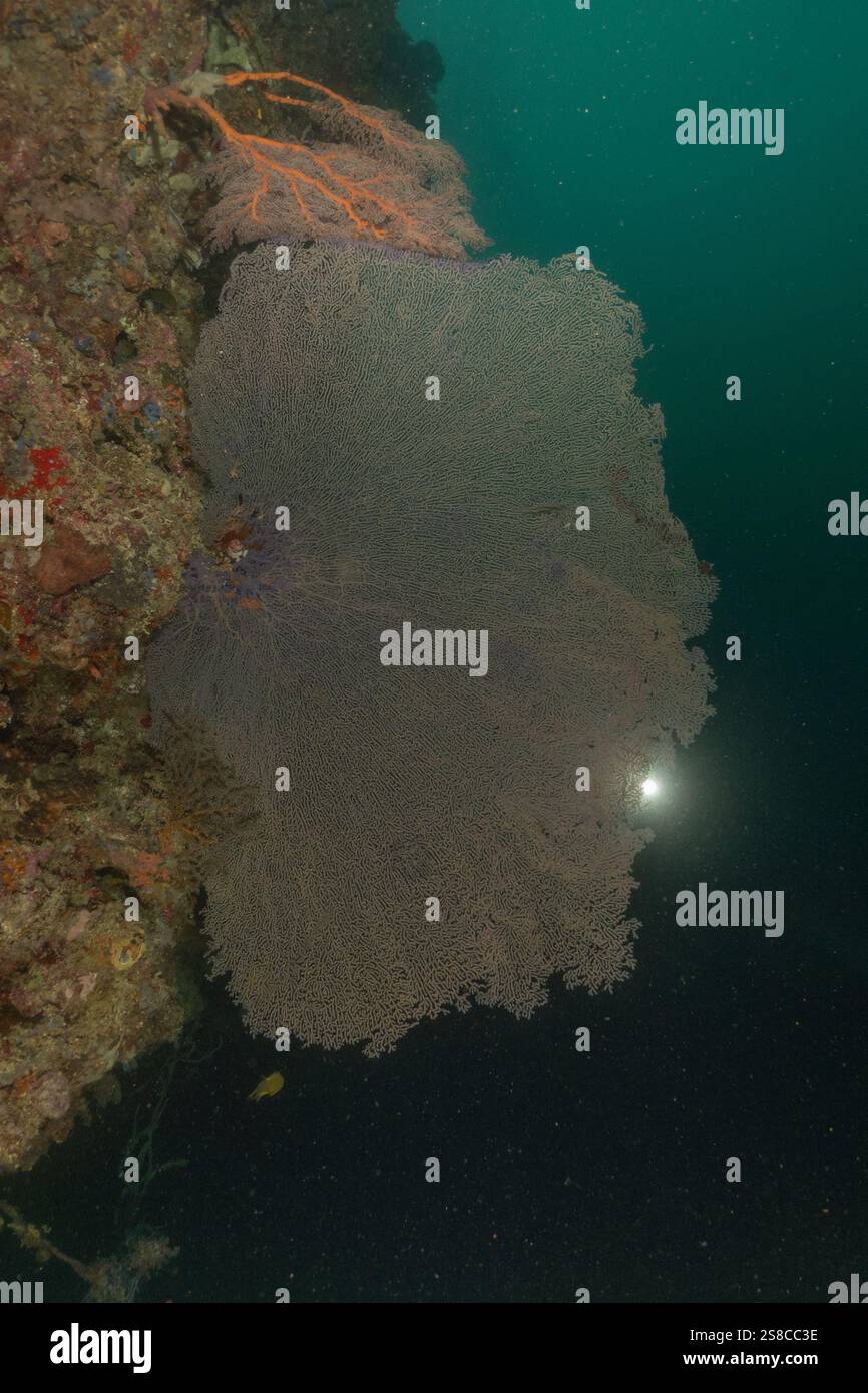 Korallenriff und Wasserpflanzen im Meer der Philippinen Stockfoto
