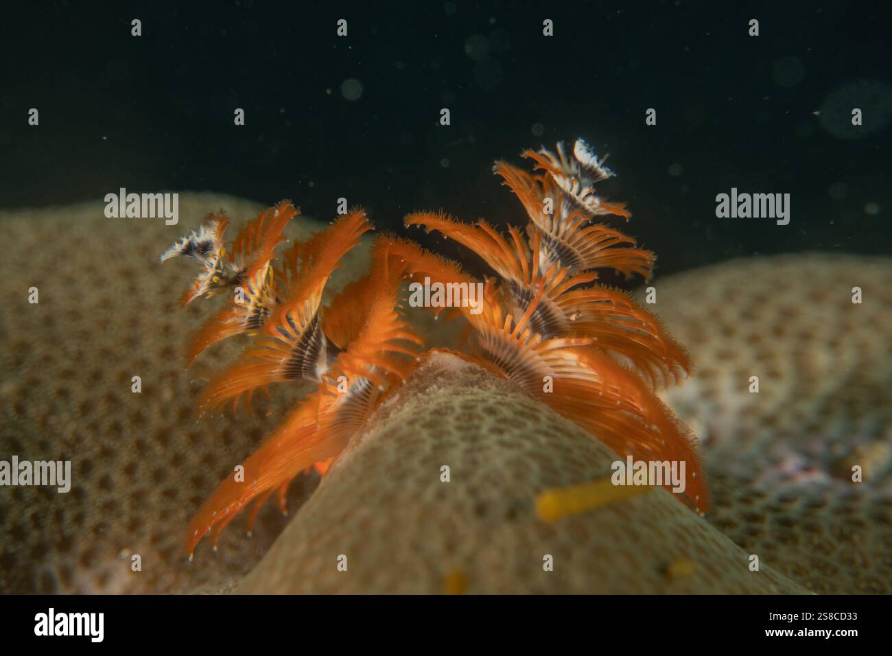 Korallenriff und Wasserpflanzen im Meer der Philippinen Stockfoto