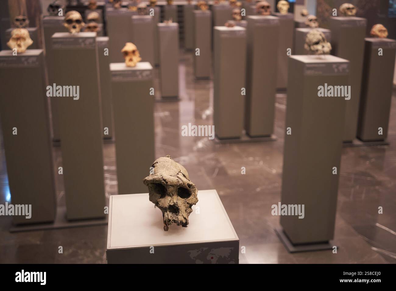 Eine Museumsausstellung, die antike Hominidenschädel auf Sockeln zeigt und die Evolutionsgeschichte und Anthropologie beleuchtet Stockfoto