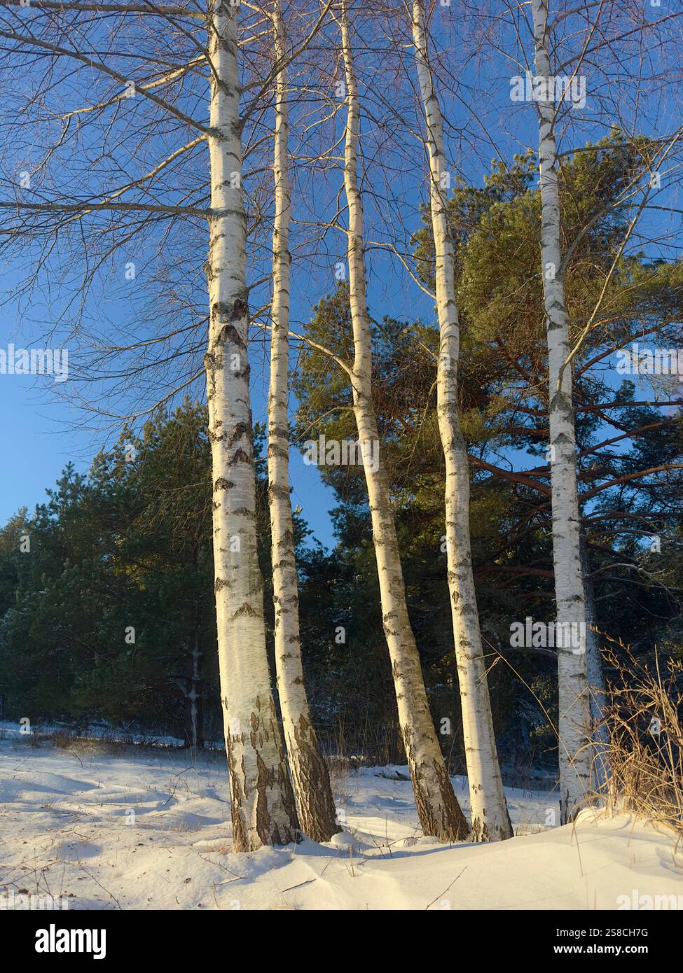 Fünf Birken stehen an einem sonnigen Wintertag nebeneinander Stockfoto