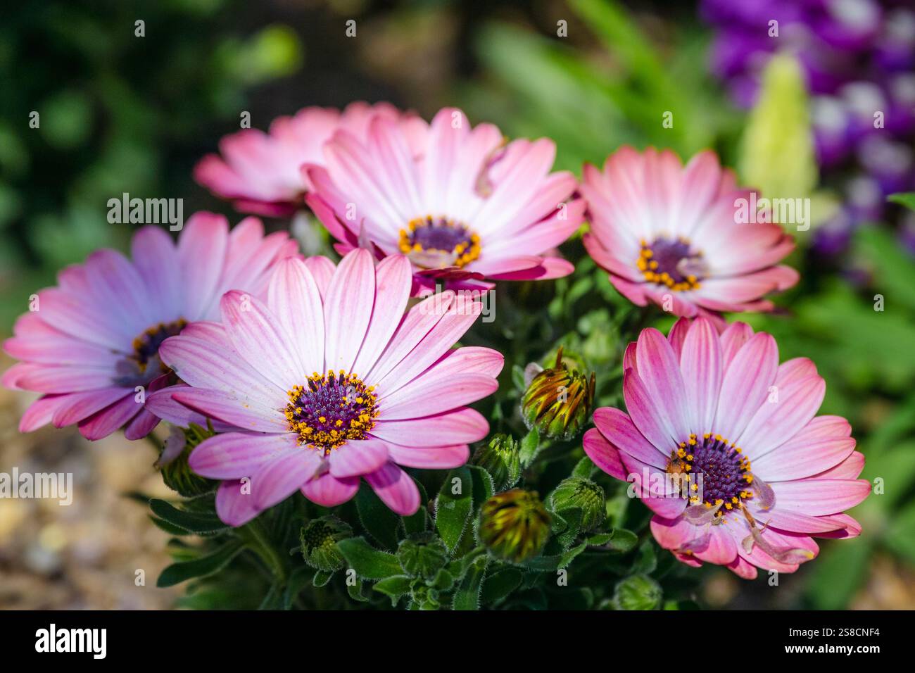 Osteospermum spp Cape Daisy, Trailing African Daisy, Blue-Eyed Daisy. Stockfoto