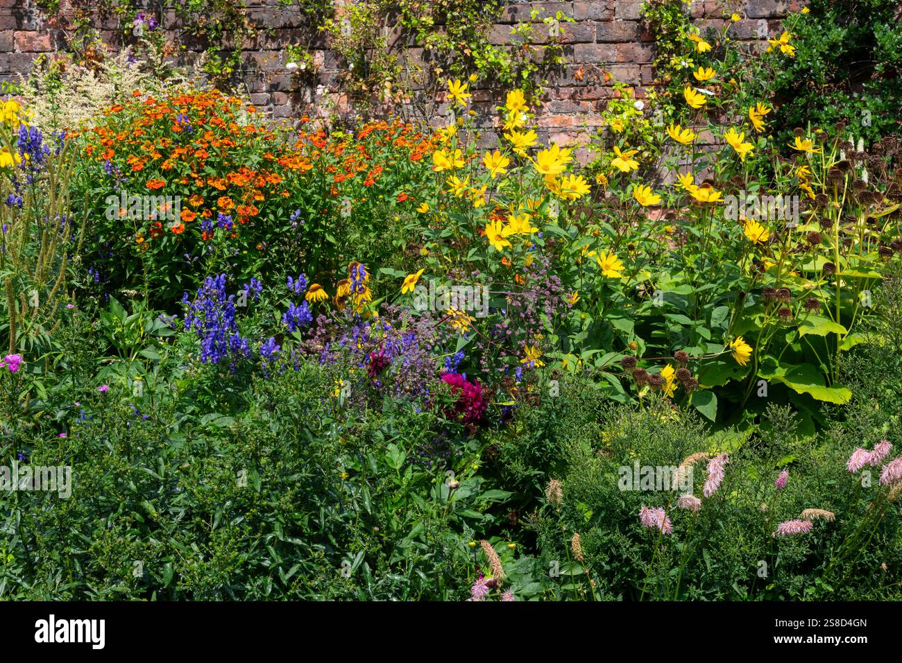 Hohe Stauden in einer krautigen Grenze im Spätsommer. Zu den Pflanzen gehören Helenium, Helianthus, Aconitum und Sanguisorba. Stockfoto