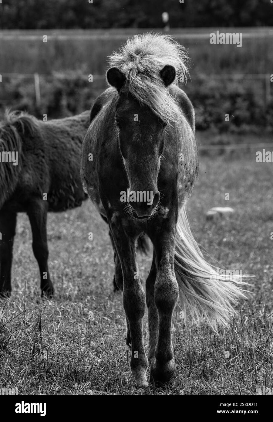 Pferd Schwarz und weiß sieht dich an Stockfoto