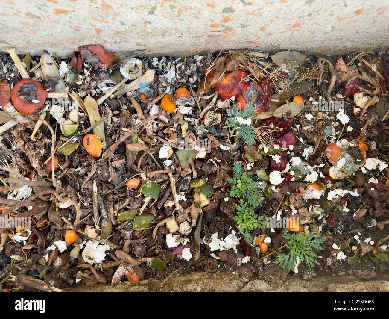 Nahaufnahme eines Kompoststapels mit Bio-Lebensmittelresten, Gemüseschalen, Eierschalen und Pflanzenmaterial in einem natürlichen Zersetzungsprozess - Smartphone-aufgenommenes Stockfoto