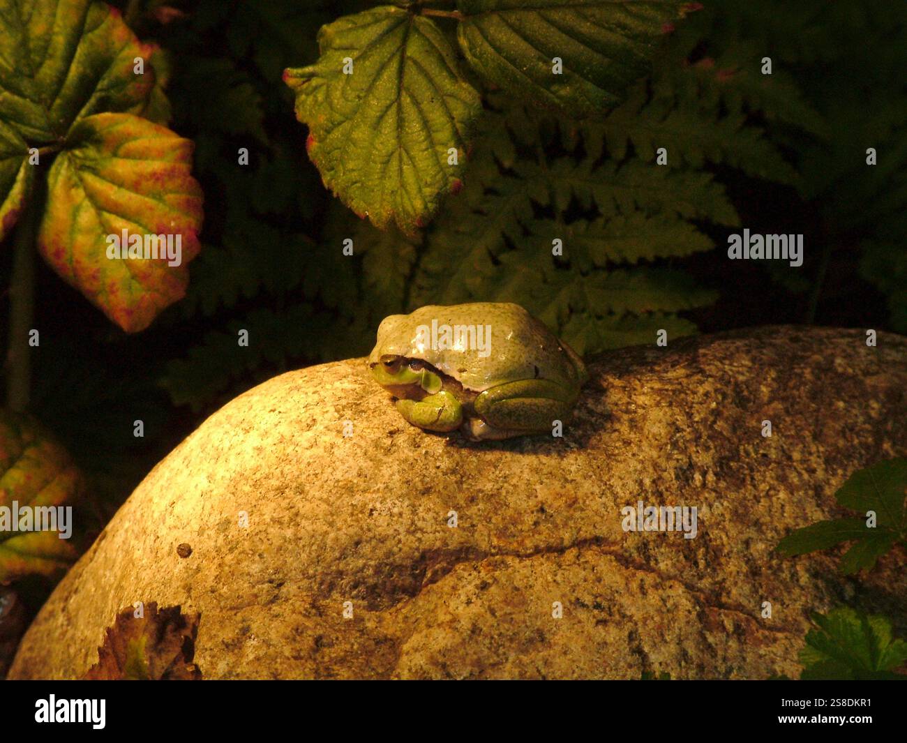 Laubfrosch auf Felsen Stockfoto